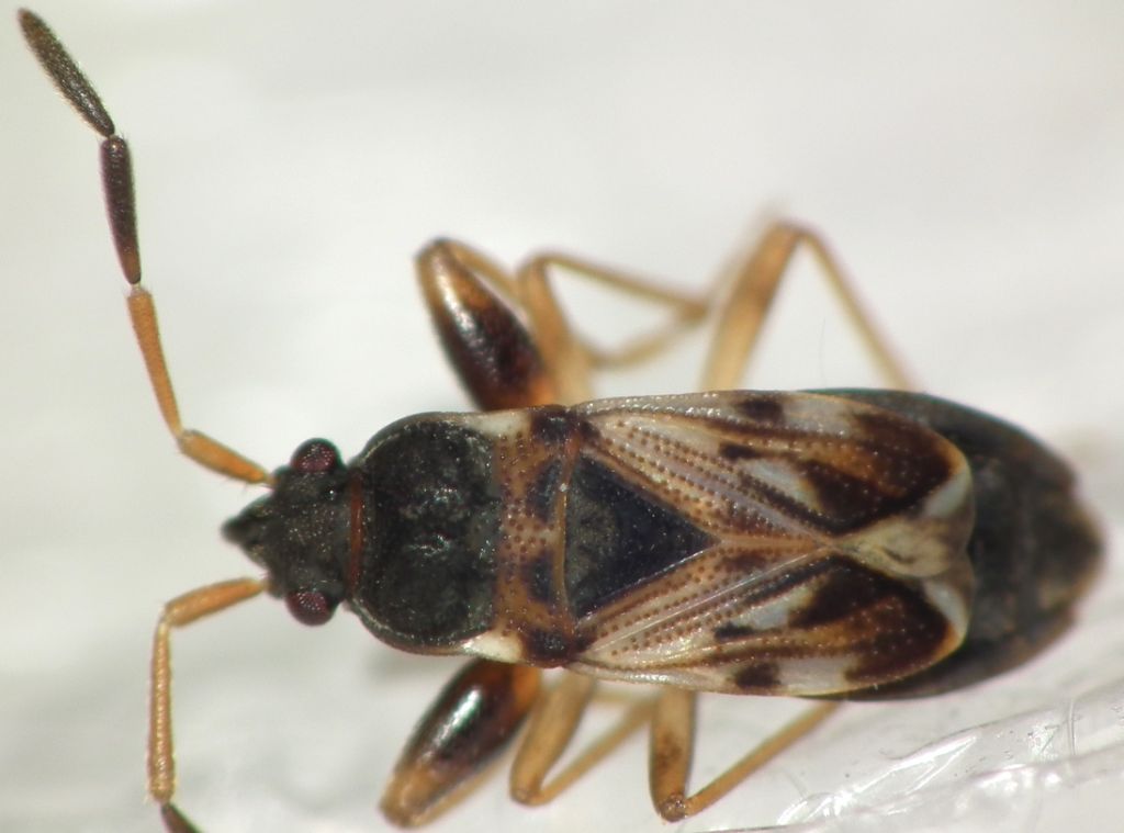 Scolopostethus affinis?